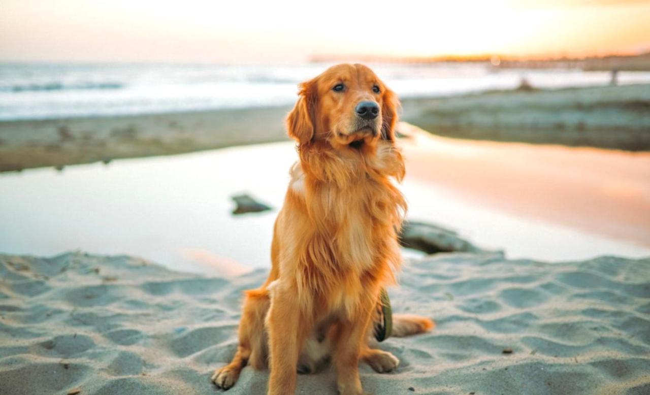 Holiday home Idyllic Cornish Cottage, Superking Bed, Private Garden Dogs Welcome *